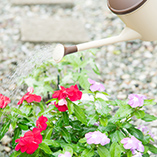 花の水やり